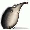 Фотография Hedgehog