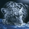 Фотография cvetasy