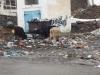 cows.jpg