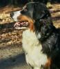 Berner_Sennenhund_big.jpg