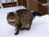 cat3.jpg