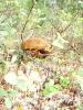 DSC08280.JPG
