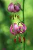 lilium.jpg