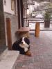 DSC00203.JPG