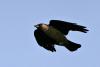 jackdaw_1003072.jpg
