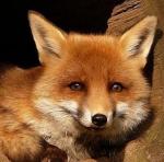 Фотография Fox-cub