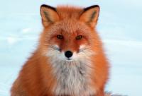 Фотография forestfox